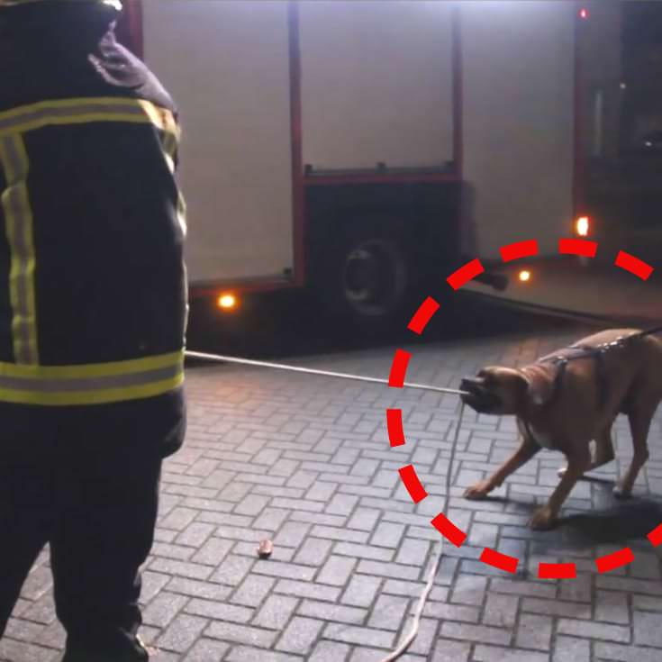 La historia de un perro que decidió apoyar a un grupo de bomberos se viraliza en las RRSS
